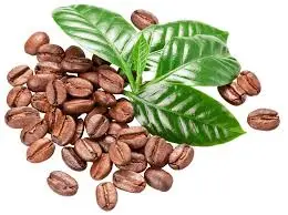 [R2B-TP] [TP] Robusta - R2B